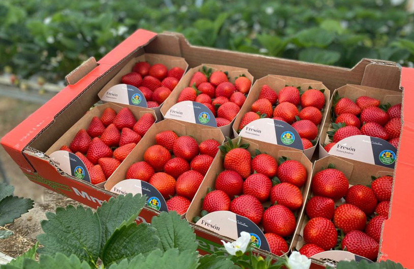 Fresas el pinar